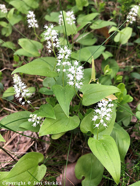 Maianthemum bifoliium, oravanmarja